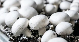 قارچ دکمه ای